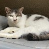 キジトラ白猫さん