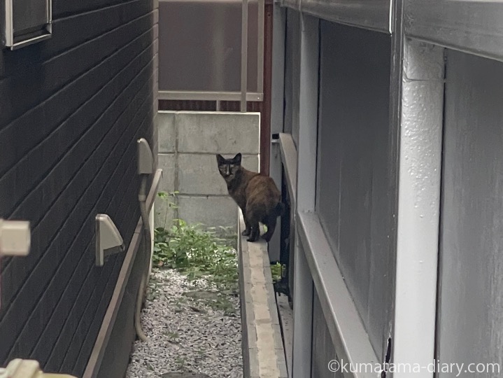 サビ猫さん