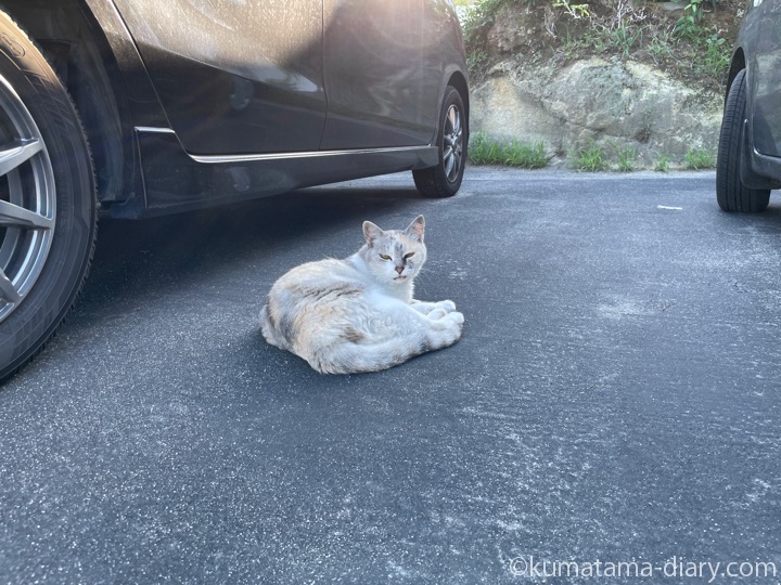 パステル三毛猫さん