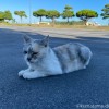 パステル三毛猫さん