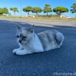 パステル三毛猫さん