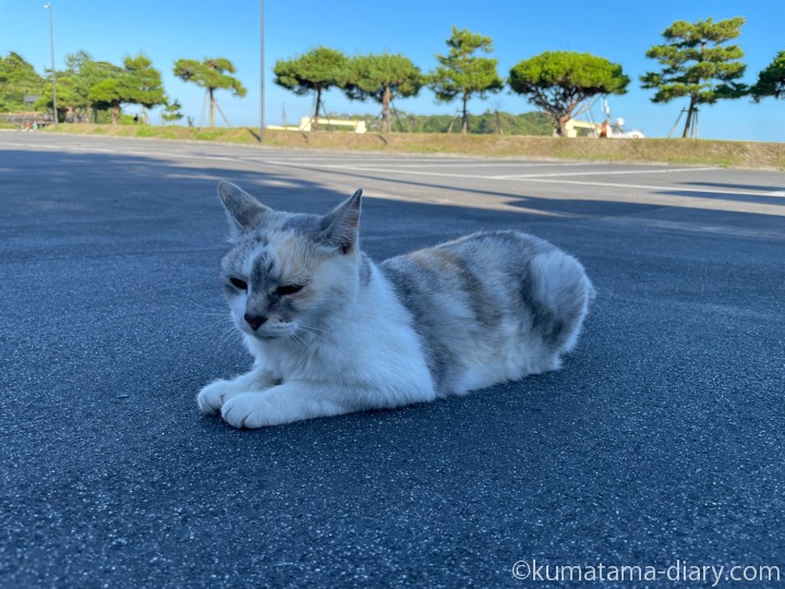 パステル三毛猫さん