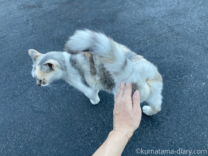 パステル三毛猫さん