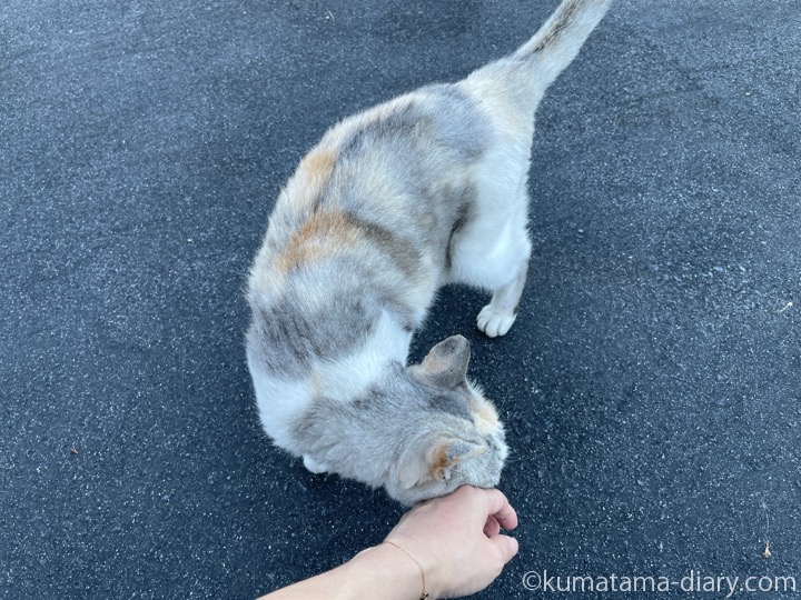 パステル三毛猫さん