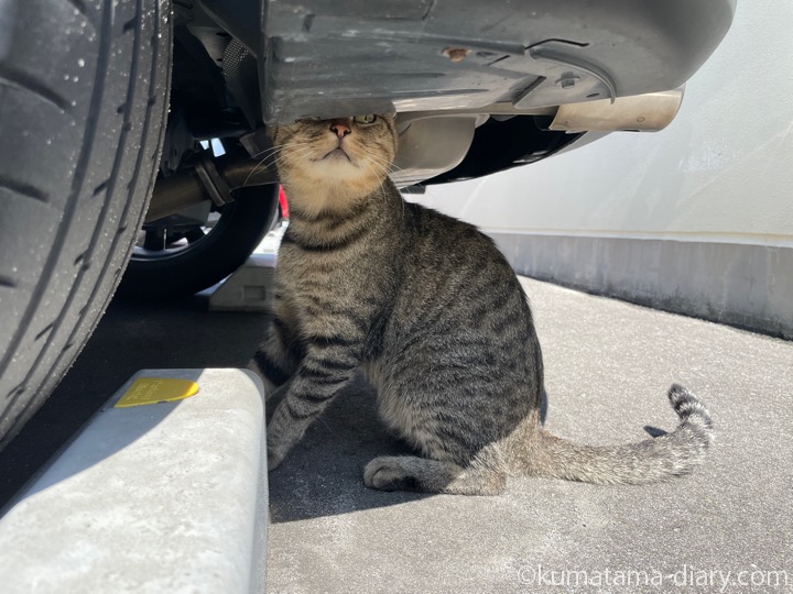 キジトラ猫さん