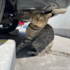 キジトラ猫さん