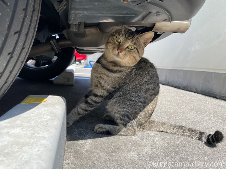 キジトラ猫さん