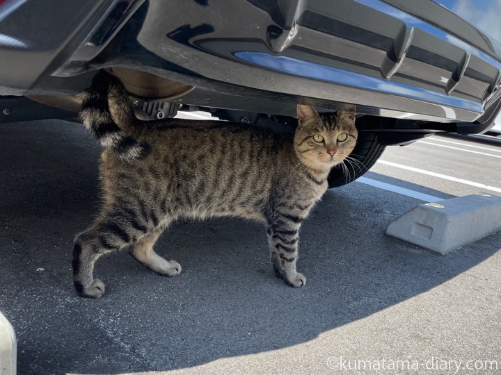 キジトラ猫さん