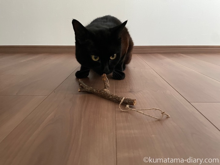 またたびとふみお