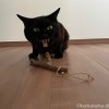 またたびとあくびするふみお