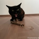 「黒猫感謝の日」の黒猫とまたたび