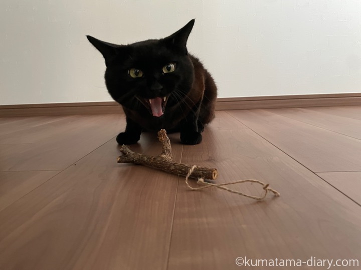 またたびとあくびするふみお