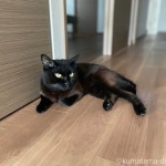 暑くても食欲は変わらない猫