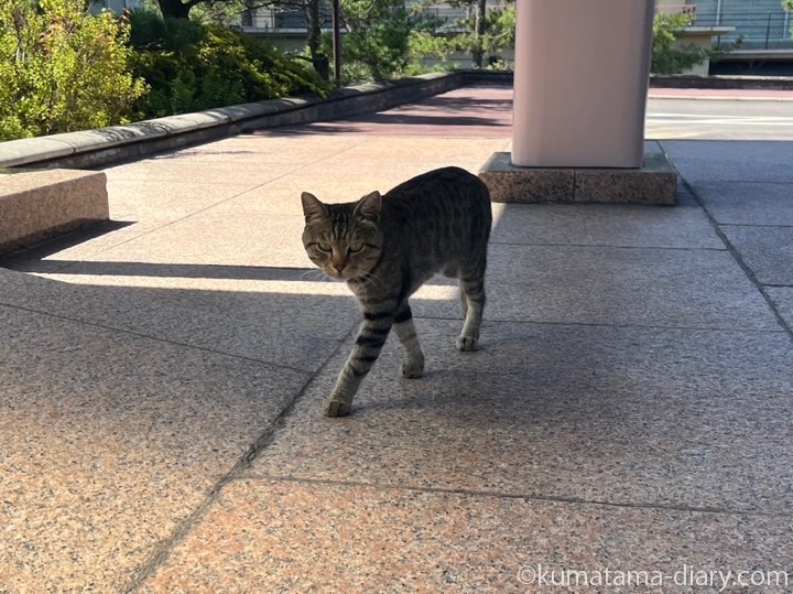 キジトラ猫さん