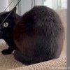 窓ふみお