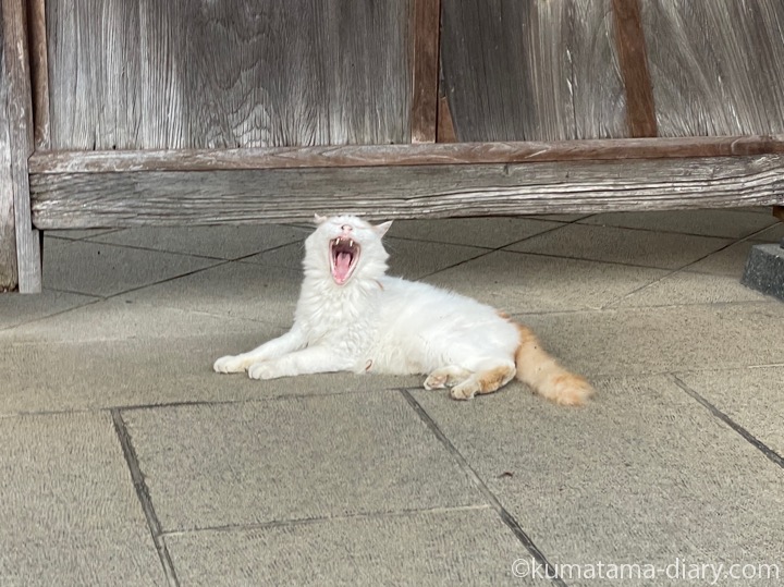 長毛猫さん