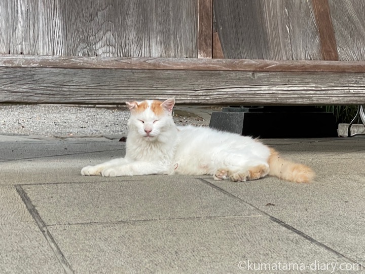長毛猫さん