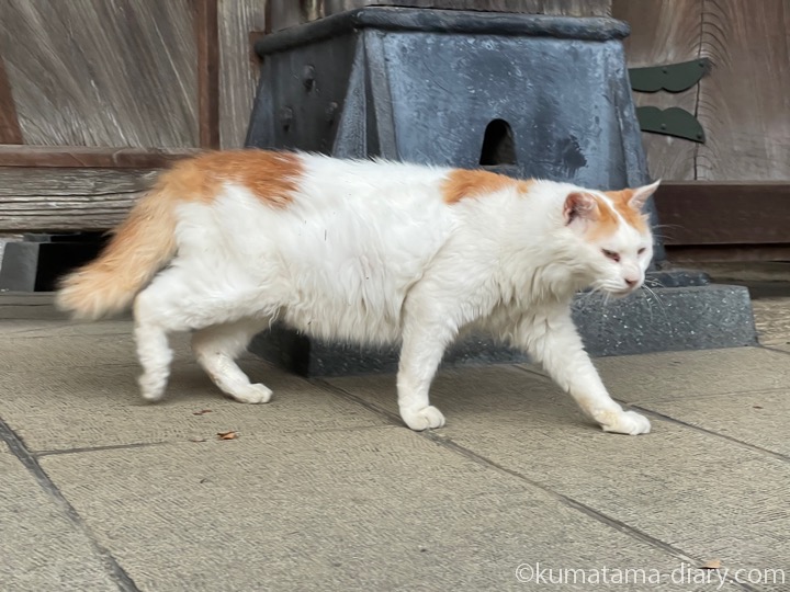 長毛猫さん