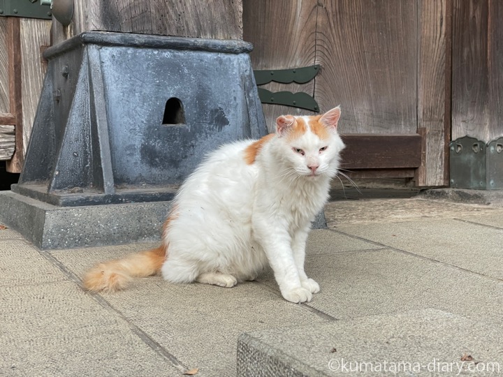 長毛猫さん