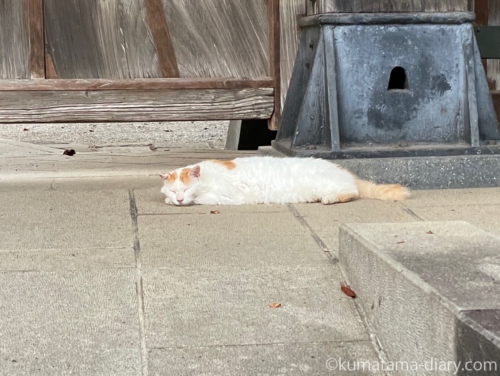長毛猫さん