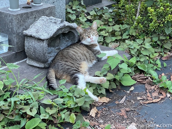 キジトラ白猫さん