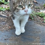 可愛い猫さんが近づいてきてくれました
