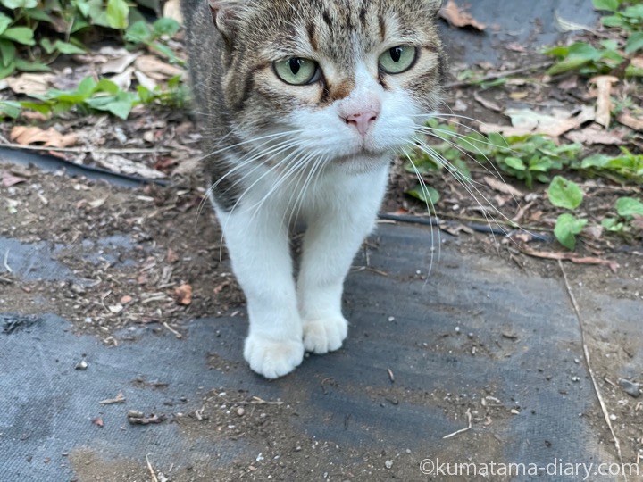 キジトラ白猫さん
