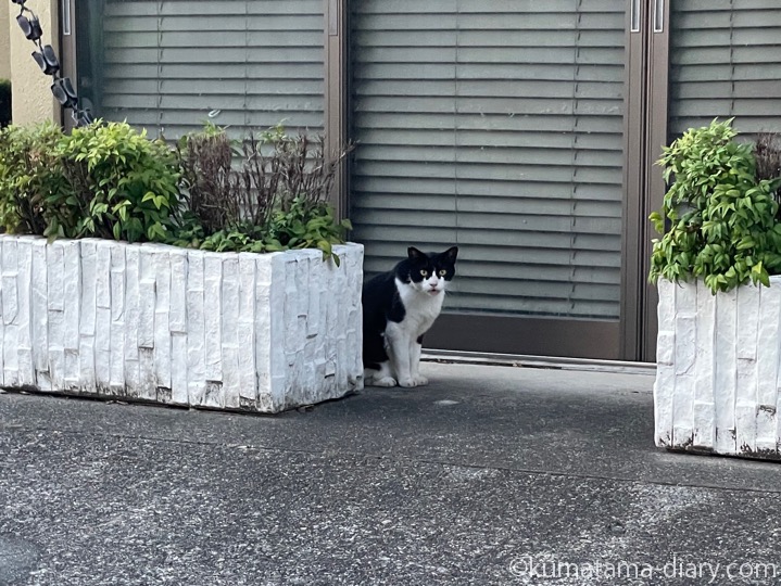 黒白猫さん