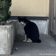 黒白猫さん
