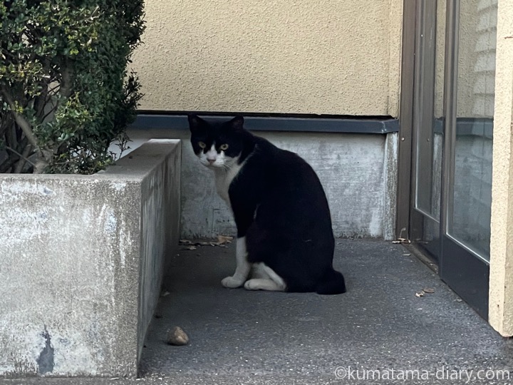 黒白猫さん