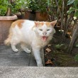 威嚇する猫さん
