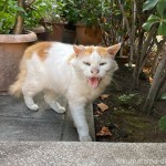 威嚇する長毛猫さん