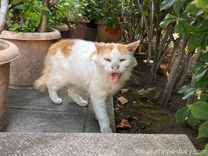 威嚇する猫さん