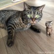 マンチカンさんと木彫り