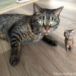 足長マンチカンさんと木彫り猫