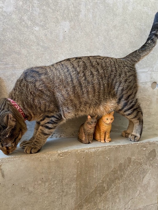 キジトラ猫さんと木彫り