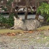 お寺の猫さん