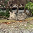 お寺の猫さん