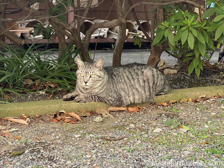 お寺の猫さん