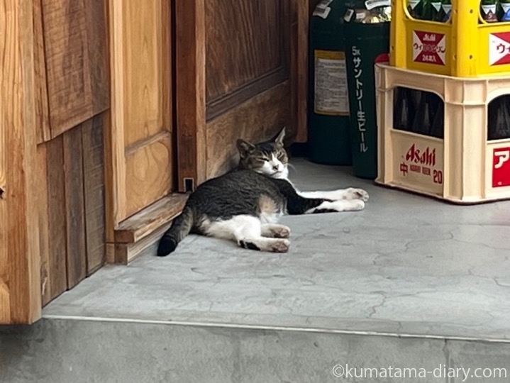 キジトラ白猫さん