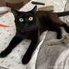 またたびとふみお