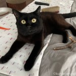 またたびをおさえこんで噛み噛みする猫