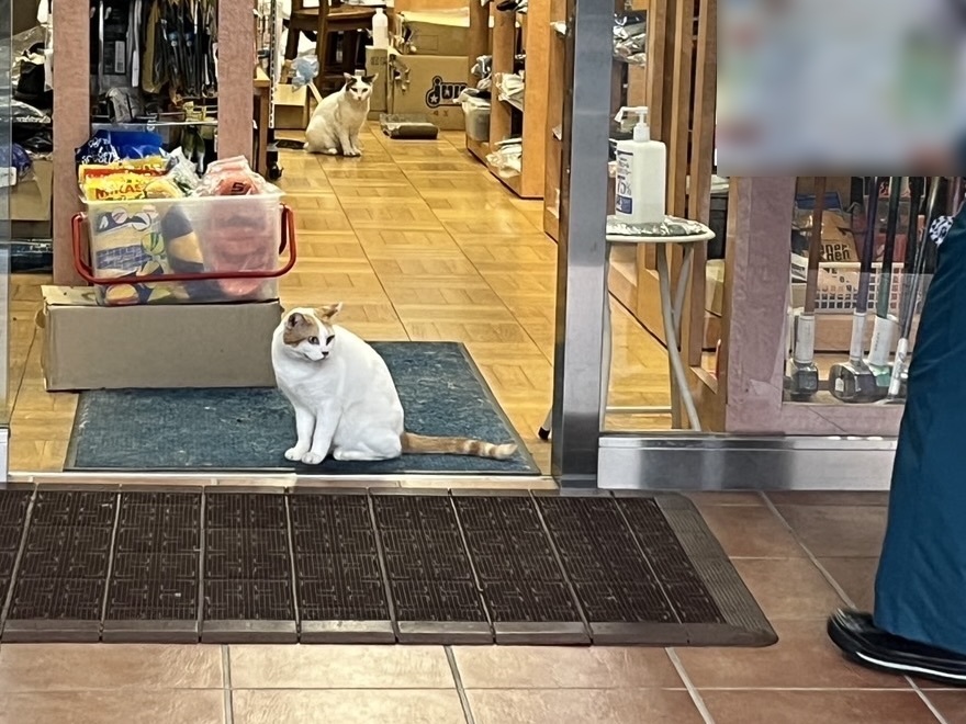 スポーツ用品店の猫さんたち