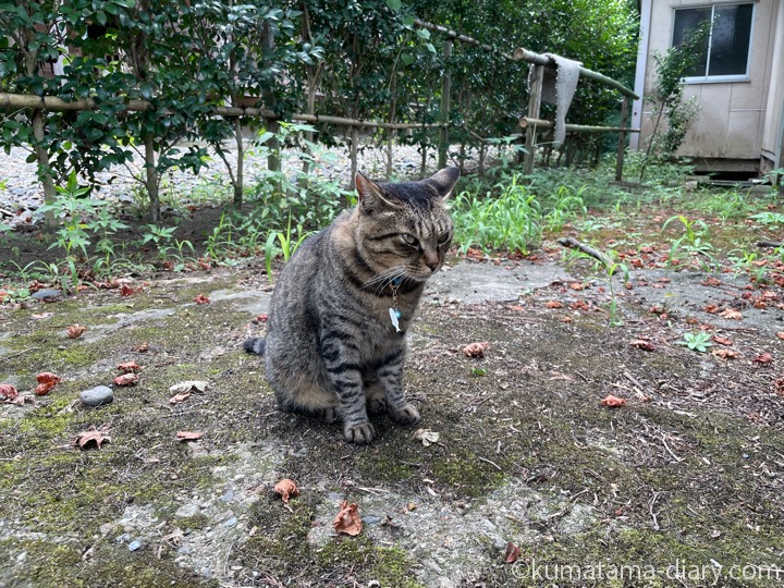 キジトラ猫さん