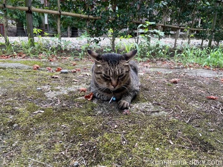 キジトラ猫さん