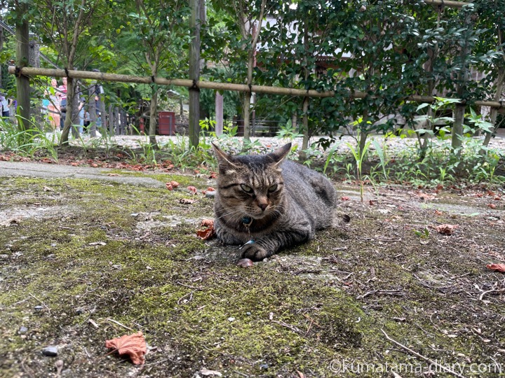 キジトラ猫さん