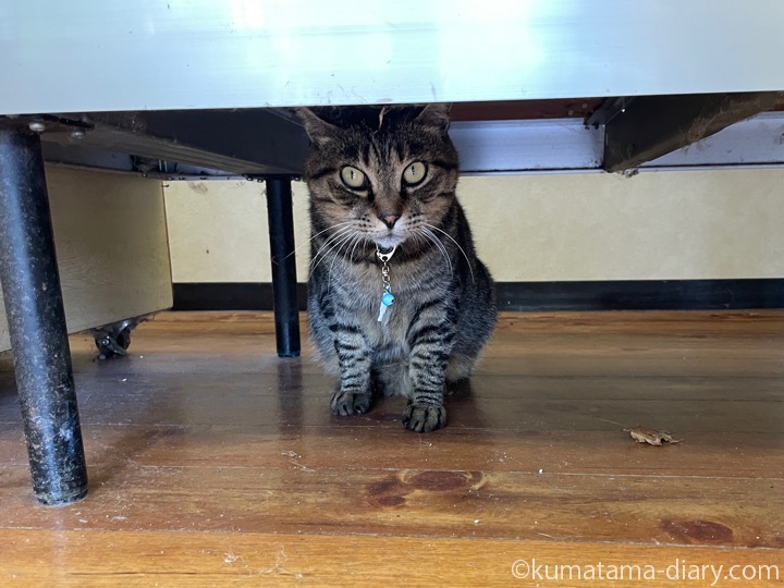キジトラ猫さん