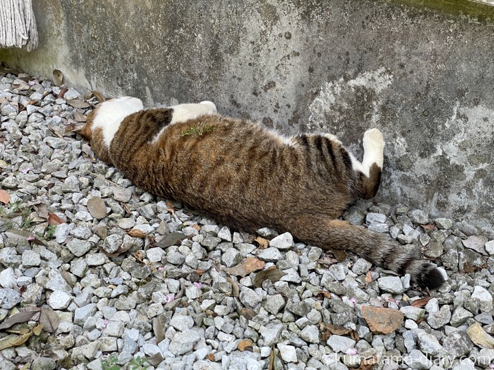 キジトラ白猫さん