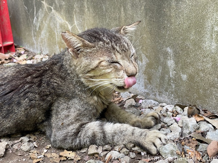 キジトラ猫さん