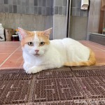 スポーツ用品店の猫さんたち
